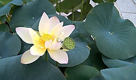 蓮花,花卉,植物