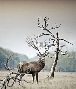 鹿,性質(zhì),動(dòng)物