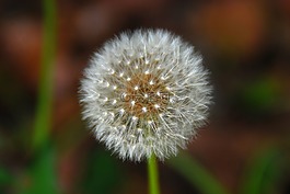 蒲公英,花,白