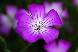 花,紫罗兰色,紫色