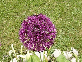 花,植物,植物區(qū)系