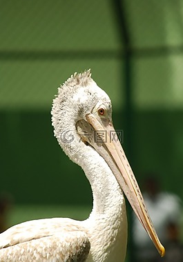 鳥,自然,綠色