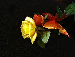 玫瑰,循環(huán),開(kāi)花