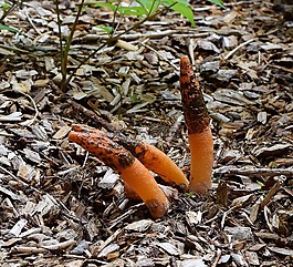 成熟stinkhorn菌分組,mutinus線蟲,子實體與泥