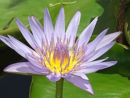 睡蓮,紫,開花