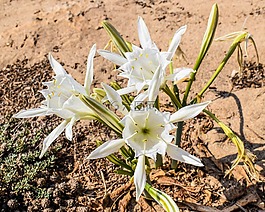 pancratium maritimum,百合,花