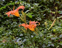 黄花菜芽,百合,芽