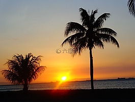 日落,太陽,棕櫚樹
