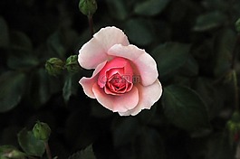 花,玫瑰,粉紅色