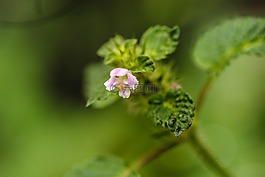 野花,自然,綠色