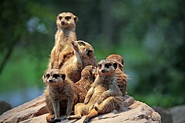 獴,動(dòng)物園,坐