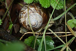 蝸牛,夏季,殼