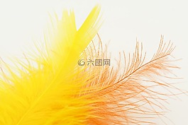 春天,鳥類羽毛,向下