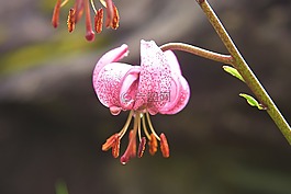 土耳其人的章莉莉,花,性质
