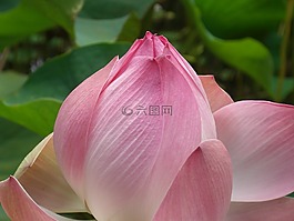 開花,粉紅色,獨(dú)獨(dú)黃