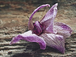 褪色,開花,蘭花