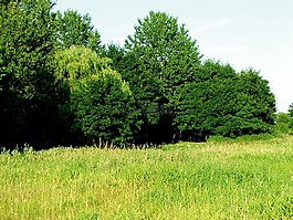 性質(zhì),草,樹