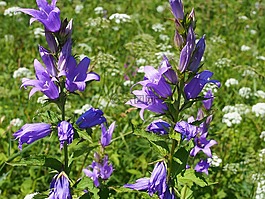 花,草地,開(kāi)花