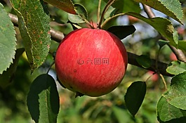蘋果,水果,悲傷