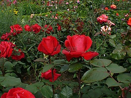 玫瑰,紅色,開(kāi)花