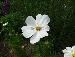 玫瑰,白,開(kāi)花