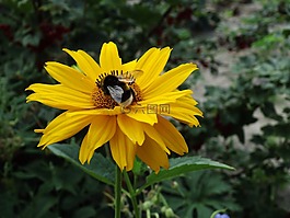 赫梅爾,花,開花