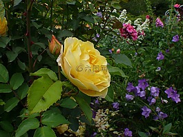 玫瑰,黃色,開花
