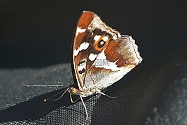 蝴蝶,關閉,昆蟲