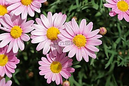 雛菊,花,開花