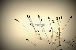 冬天,雪,寒冬