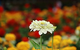 花,白,黃色