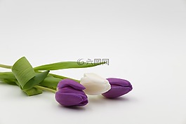 花束,郁金香花束,郁金香