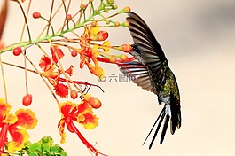 蜂鳥,古巴,野生動物