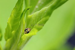 蜘蛛,昆蟲,宏