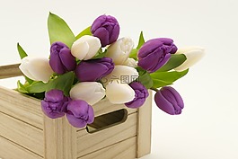 花束,郁金香花束,郁金香