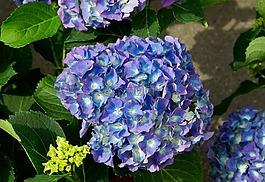 繡球花,鮮花,花瓣