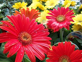 鮮花,紅色,黃色