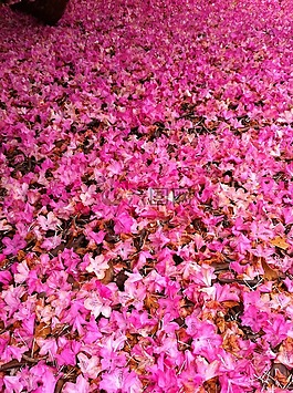 rhodedendrons,神勇,地毯