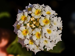 花,自然,花的