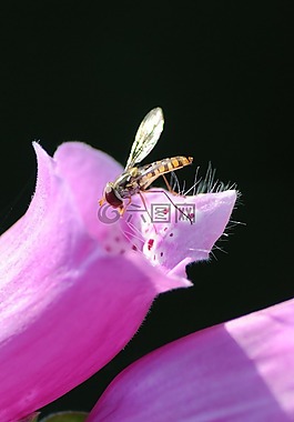 昆蟲,開花,紫