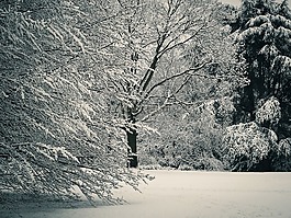 冬天,雪,寒冬