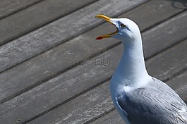 海鷗,哭,端口