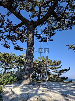 海灘,秋千,木材