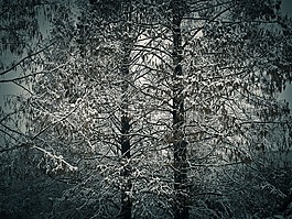 冬天,雪,寒冬