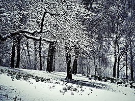冬天,雪,寒冬