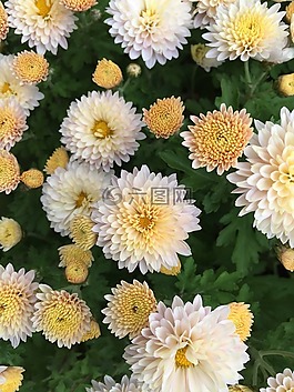 盛開,小菊,香味