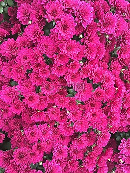 紅色的花,菊花,墜花