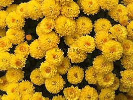 黄菊花,黄色,秋季