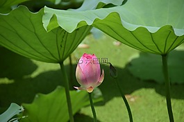 蓮花,池,粉紅色