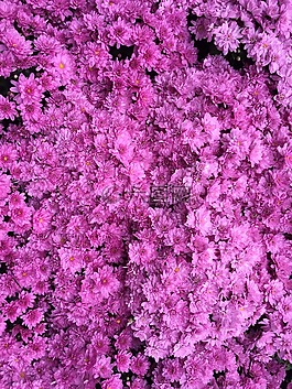 杜鹃花颜色,黑暗粉色的,粉红色